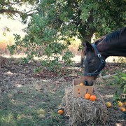 Pretty horse eating oranges